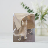 Kitten Blick in den Abgrund einer Tasche Postkarte (Stehend Vorderseite)