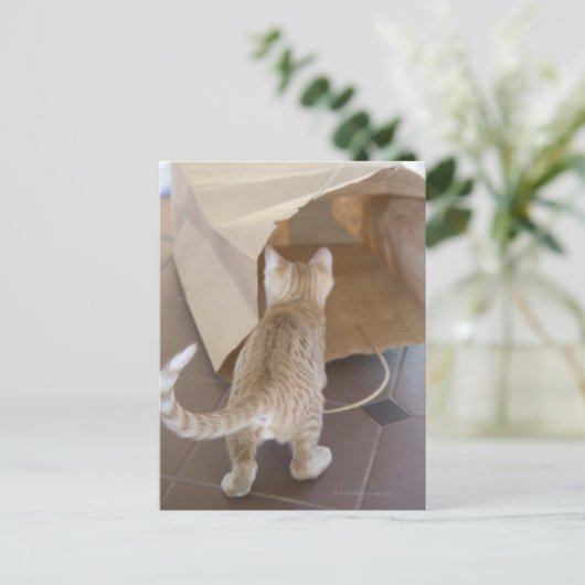 Kitten Blick in den Abgrund einer Tasche Postkarte (Stehend Vorderseite)