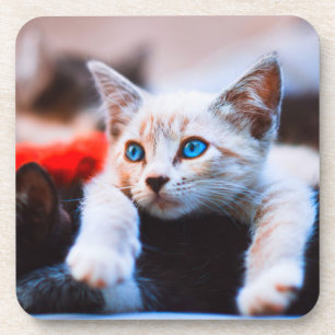 Kitten Blue Mit Augen Adorable Niedlich Cat Getränkeuntersetzer
