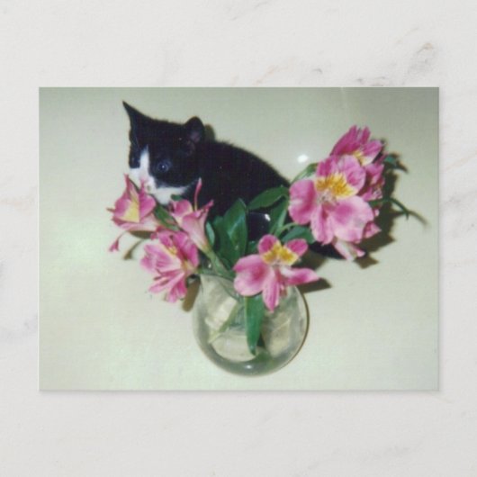 Kitten Blume Vase Postcard Postkarte (Vorderseite)