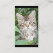 Kitten Business Cards Visitenkarte (Rückseite)