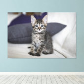 Kitten Canvas Print Picture 10 Leinwanddruck (Insitu (Holzboden))