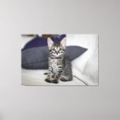 Kitten Canvas Print Picture 10 Leinwanddruck (Vorderseite)