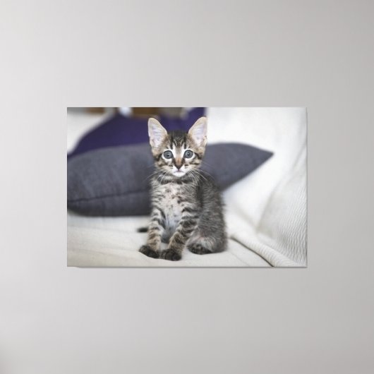Kitten Canvas Print Picture 10 Leinwanddruck (Vorderseite)