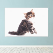 Kitten Canvas Print Picture White Background 13 Leinwanddruck (Insitu (Holzboden))