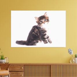 Kitten Canvas Print Picture White Background 13 Leinwanddruck