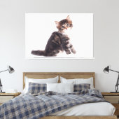 Kitten Canvas Print Picture White Background 13 Leinwanddruck (Insitu (Schlafzimmer))
