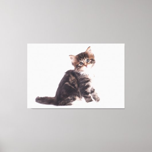 Kitten Canvas Print Picture White Background 13 Leinwanddruck (Vorderseite)