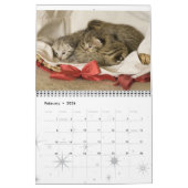 Kitten Cat Cats Baby Cub Zuhause Destiny Destiny's Kalender (Feb 2026)