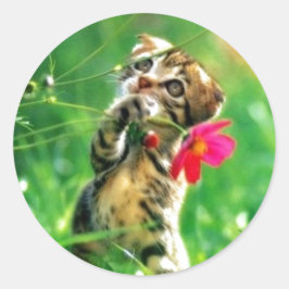 Kitten Circle Shape Stickers