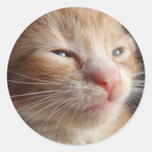 Kitten Cutness Sticker