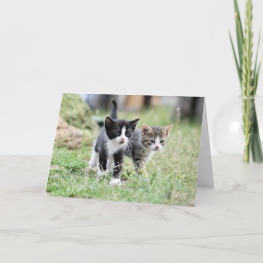 Kitten Dankeskarte (Vorderseite)