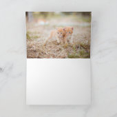 Kitten Dankeskarte (Innenseite)