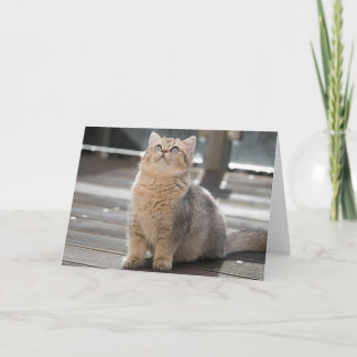 Kitten Dankeskarte