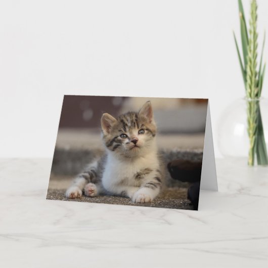 Kitten Dankeskarte (Vorderseite)