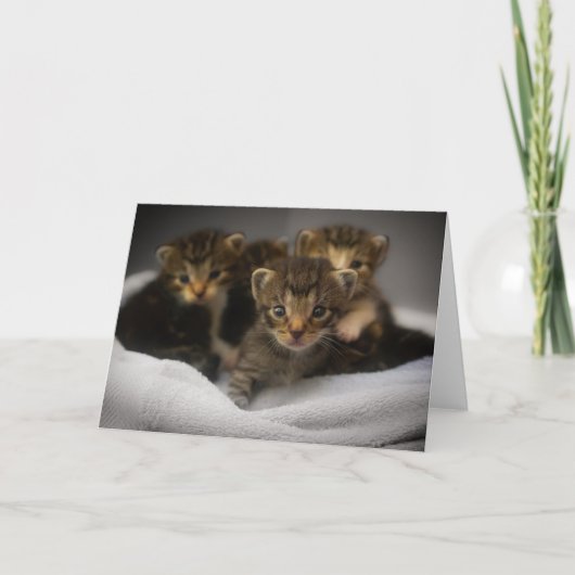 Kitten Dankeskarte (Vorderseite)