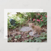 Kitten Dax Explosions Postcard Postkarte (Vorne/Hinten)