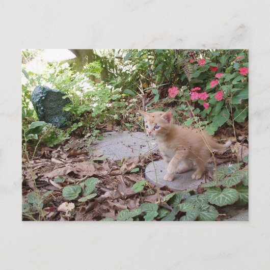 Kitten Dax Explosions Postcard Postkarte (Vorderseite)