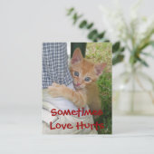 Kitten Dax Liebe Hurt Postcard Postkarte (Stehend Vorderseite)