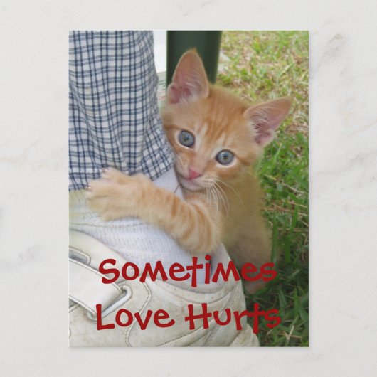 Kitten Dax Liebe Hurt Postcard Postkarte (Vorderseite)