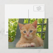 Kitten Dax Postcard Postkarte (Vorne/Hinten)