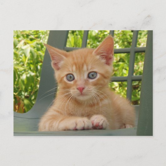 Kitten Dax Postcard Postkarte (Vorderseite)