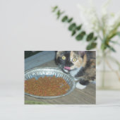 Kitten Eating Postkarte (Stehend Vorderseite)