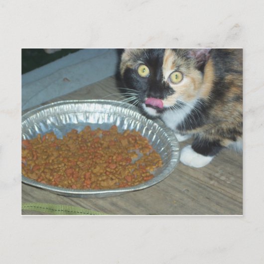 Kitten Eating Postkarte (Vorderseite)