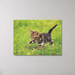 Kitten Erkundungsrasen Leinwanddruck