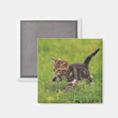 Kitten Erkundungsrasen Magnet (Vorderseite/Rückseite)
