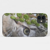 Kitten EYE-Phone 5 Fall verstecken Case-Mate iPhone Hülle (Rückseite (Horizontal))