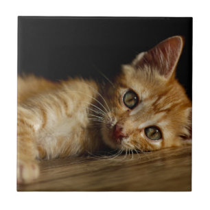 Kitten Fliese