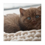 Kitten Fliese (Vorderseite)