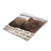 Kitten Fliese (Seite)