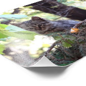 Kitten Foto Kodak Beruflich Foto (Ecke)