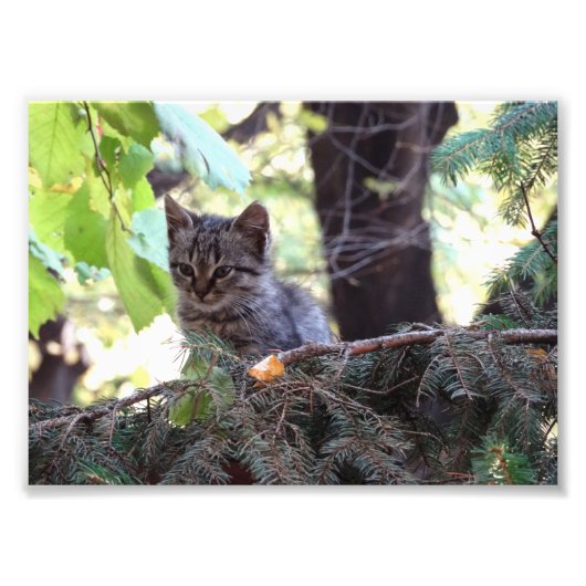 Kitten Foto Kodak Beruflich Foto (Vorne)