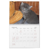 Kitten Foto Wall Calendar 2026 Kalender (Feb 2027)