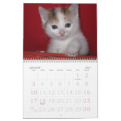 Kitten Foto Wall Calendar 2026 Kalender (Jan 2027)