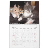 Kitten Foto Wall Calendar 2026 Kalender (Mär 2026)