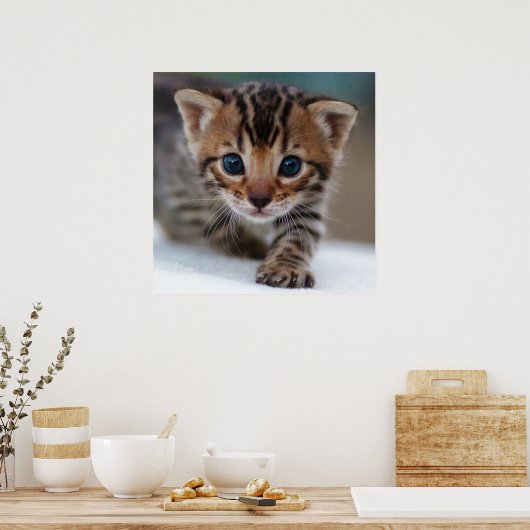 KITTEN FOTOGRAFISCHER POSTER (Küche)