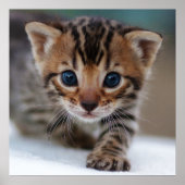 KITTEN FOTOGRAFISCHER POSTER (Vorne)