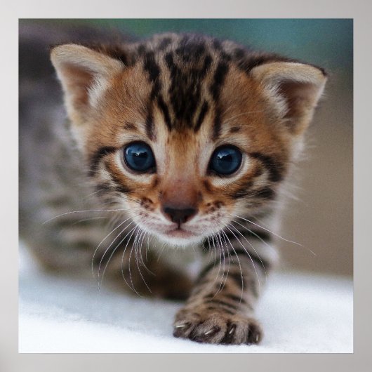 KITTEN FOTOGRAFISCHER POSTER (Vorne)