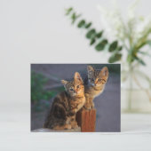 Kitten Friends Postkarte (Stehend Vorderseite)