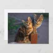Kitten Friends Postkarte (Vorne/Hinten)