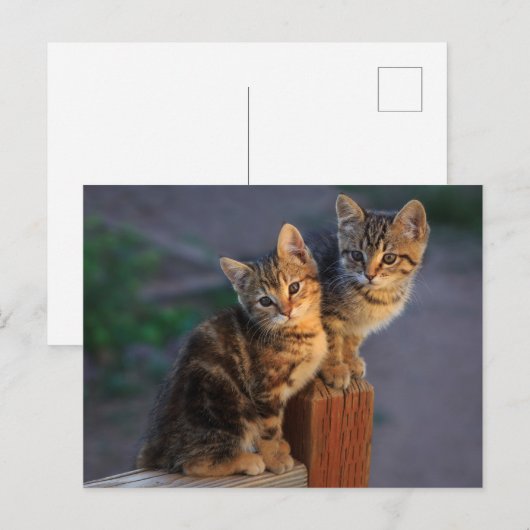 Kitten Friends Postkarte (Vorne/Hinten)