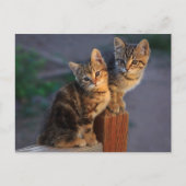 Kitten Friends Postkarte (Vorderseite)