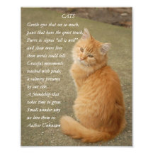 Kitten Gedicht Niedlich Orange Cat