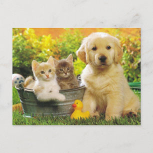 Kitten & Golden Retriever Puppy Doppy Blank Postka Postkarte