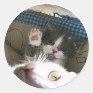 Kitten hello runder aufkleber