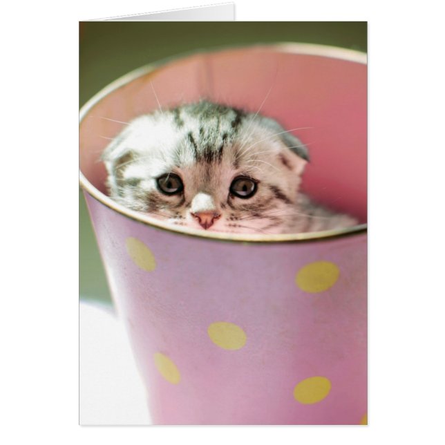 Kitten Hiding (Vorne)